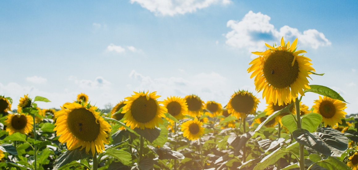 field of sunflowers with blue sky