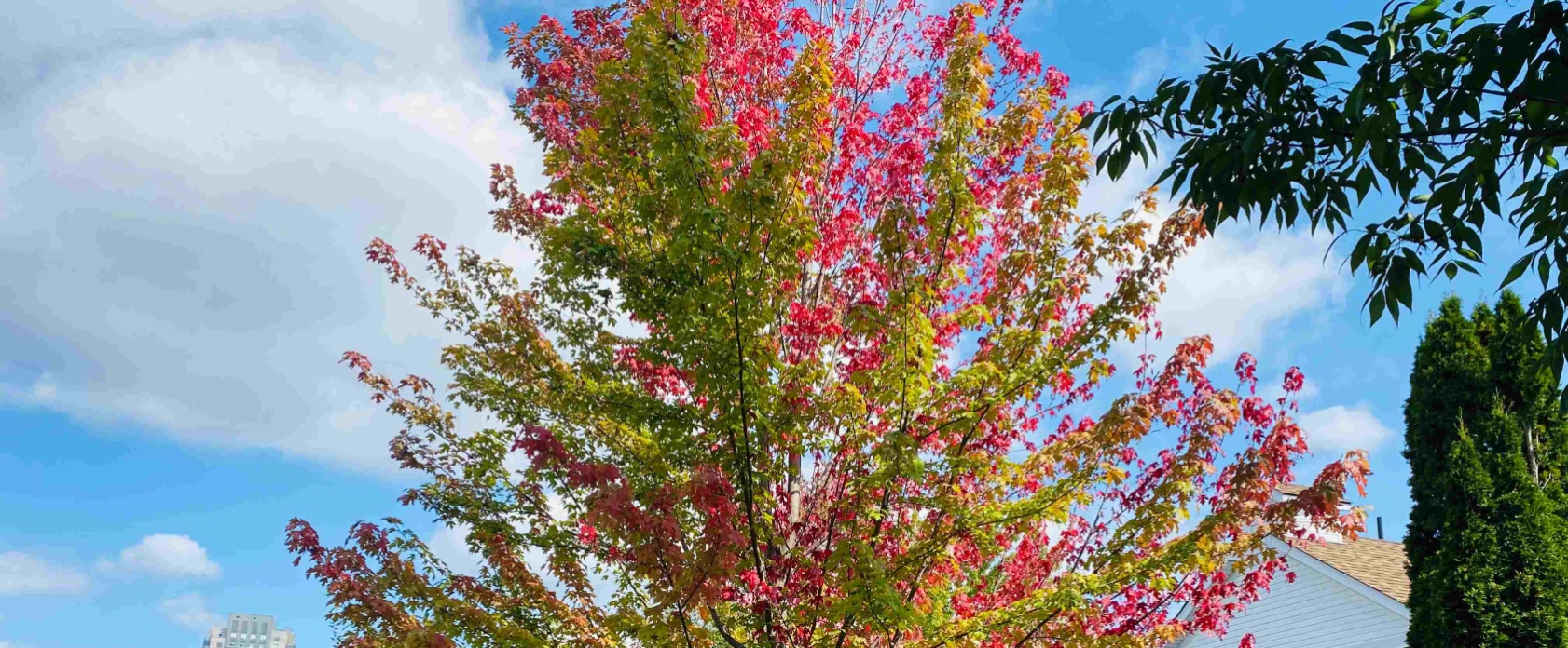 nature-home-img