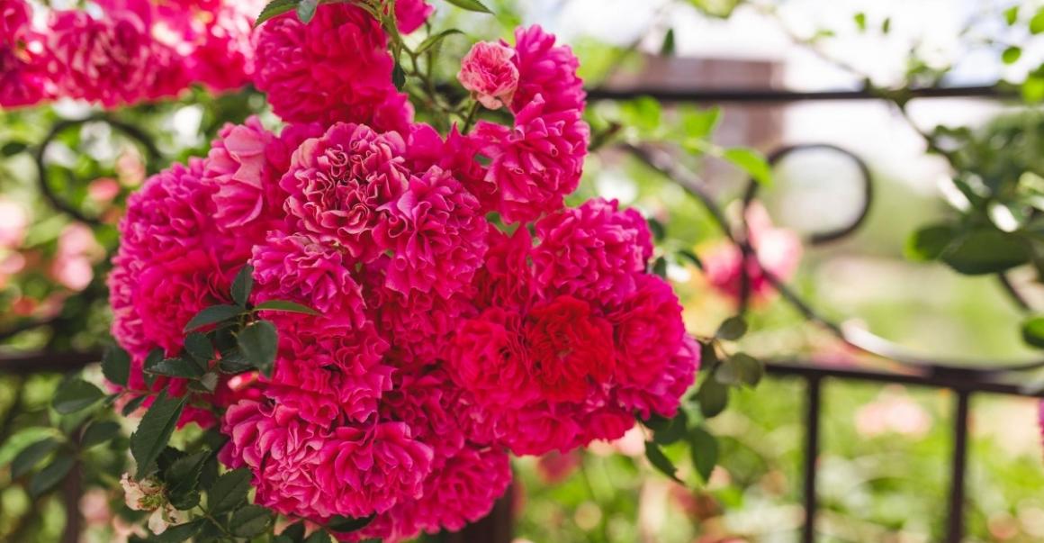 pink flowers from resident garden