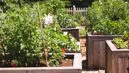 garden plots