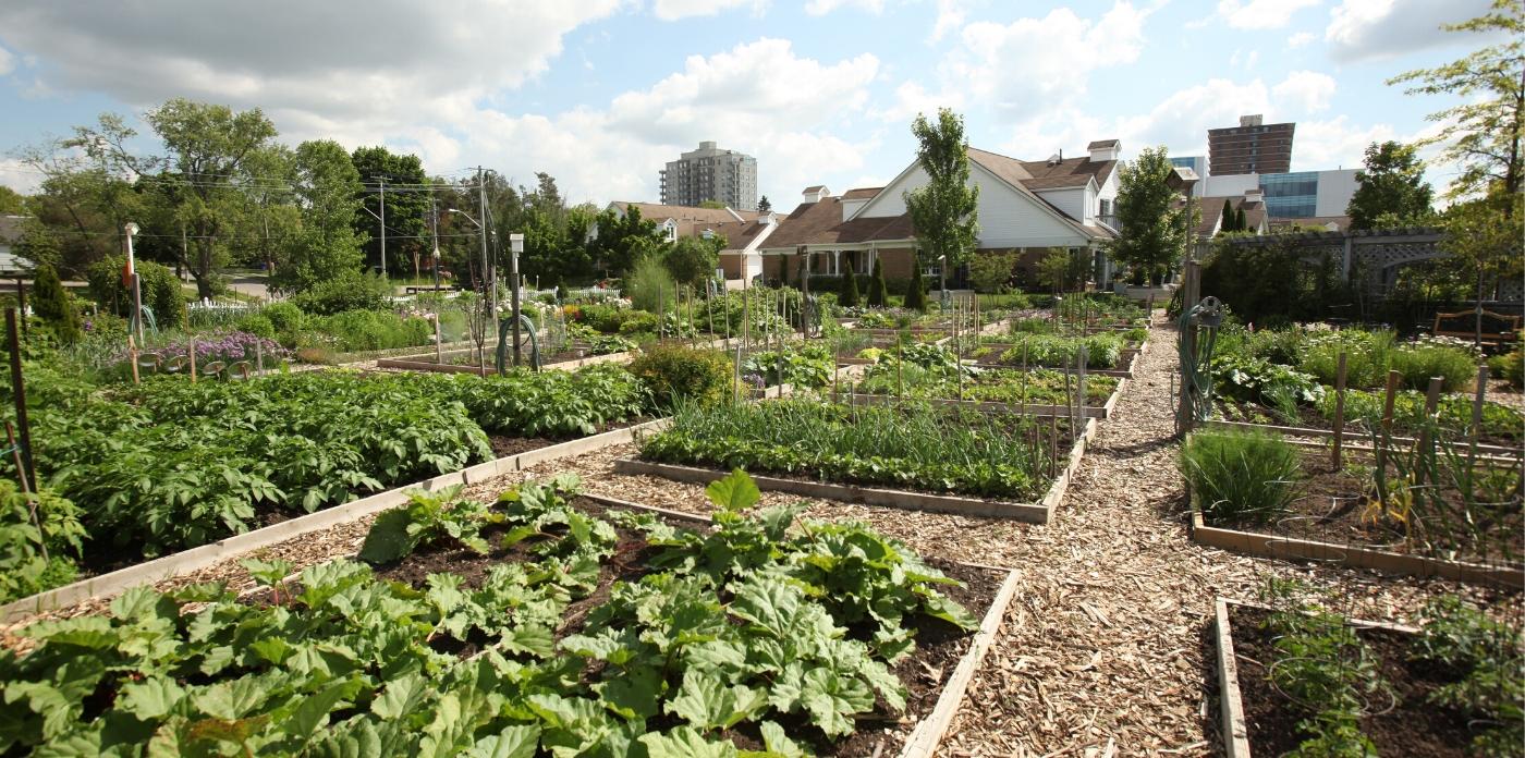 garden photo of all the plots